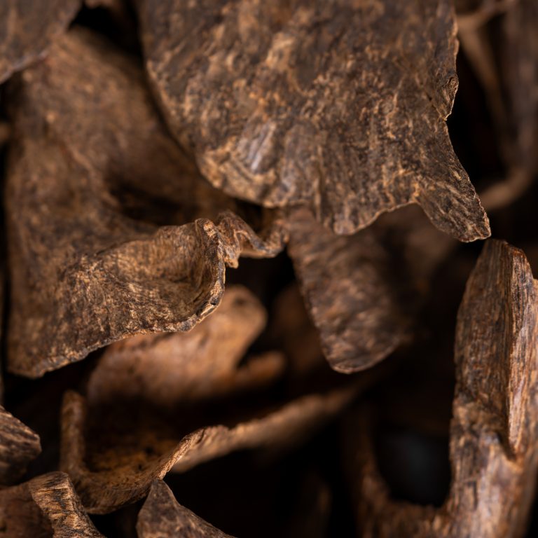 Cambodian Wild | Sweet Line