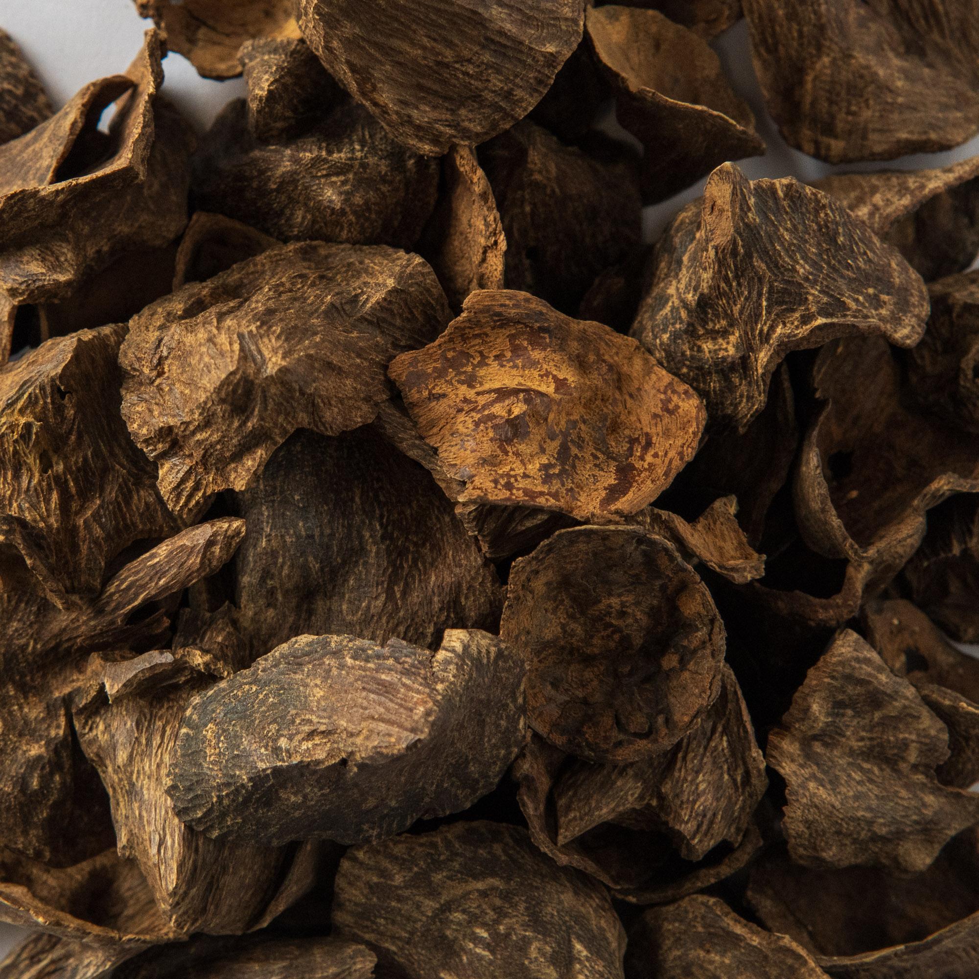 Pontianak Bloom | Indonesia