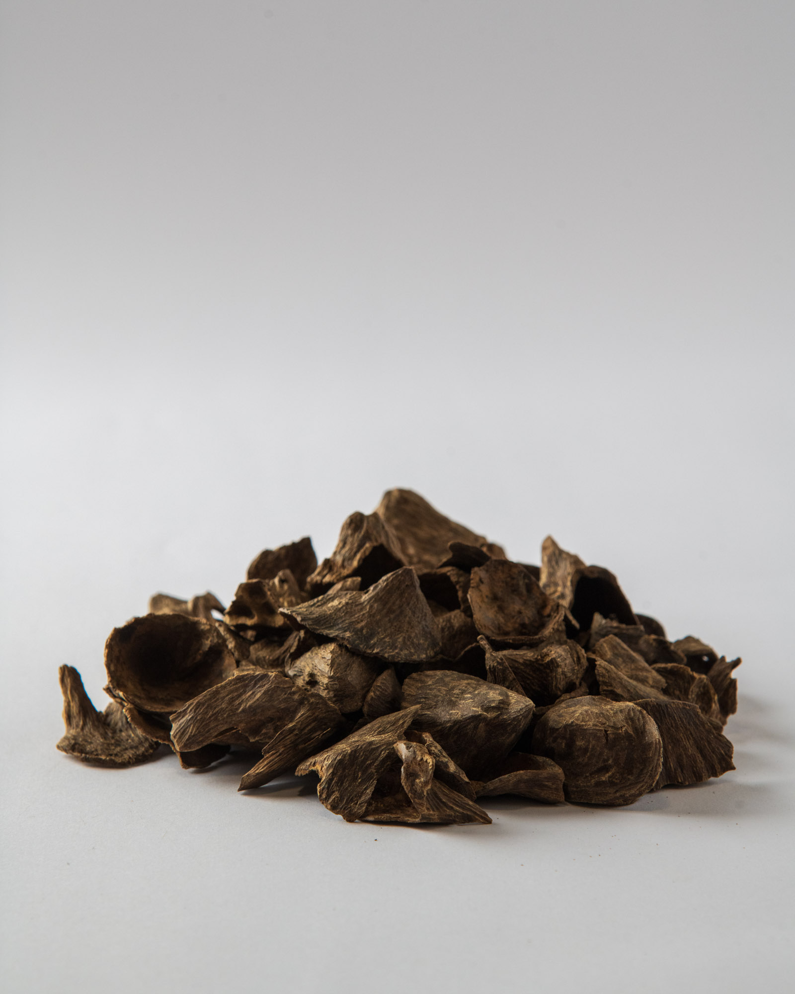 Pontianak Bloom | Indonesia